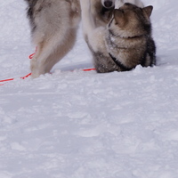 malamute